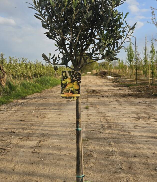 Mediterrane bomen en planten