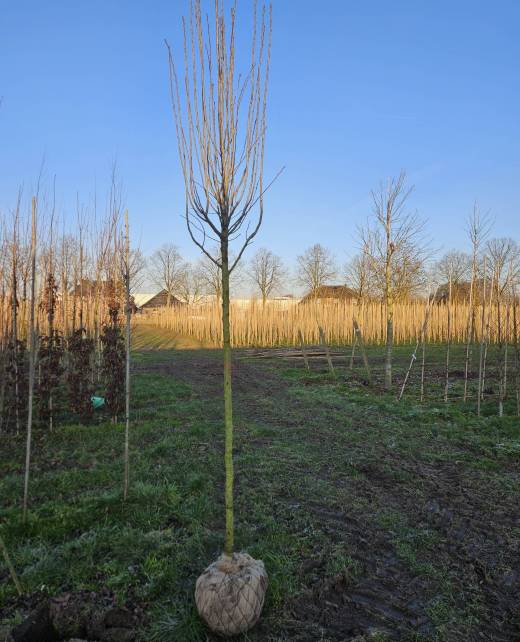 Zuilvormige meidoorn boom Kwekerij Kwint